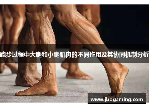 跑步过程中大腿和小腿肌肉的不同作用及其协同机制分析